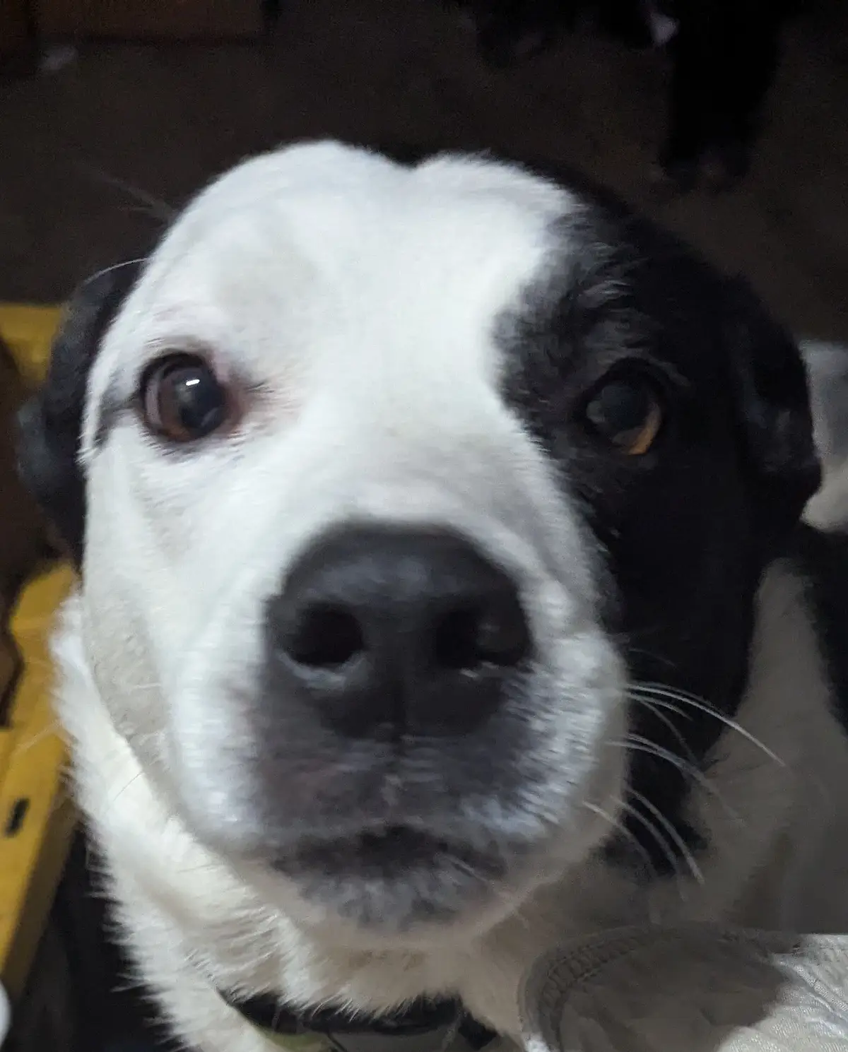 A close-up photo of a black and white dog looking directly at the camera with a slightly tilted head and wide, pleading…