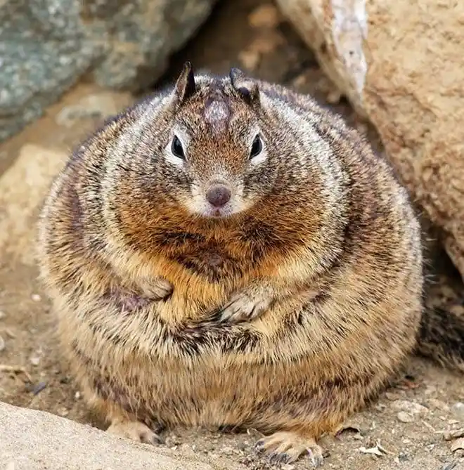 A round, fluffy rodent with brown and tan fur sits huddled between rocks, arms crossed over its chest. The text overlaid on…