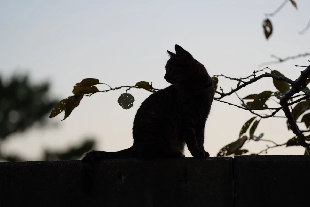 A silhouette of a cat sitting on a concrete wall, looking away, with tree branches and leaves in the foreground against a…