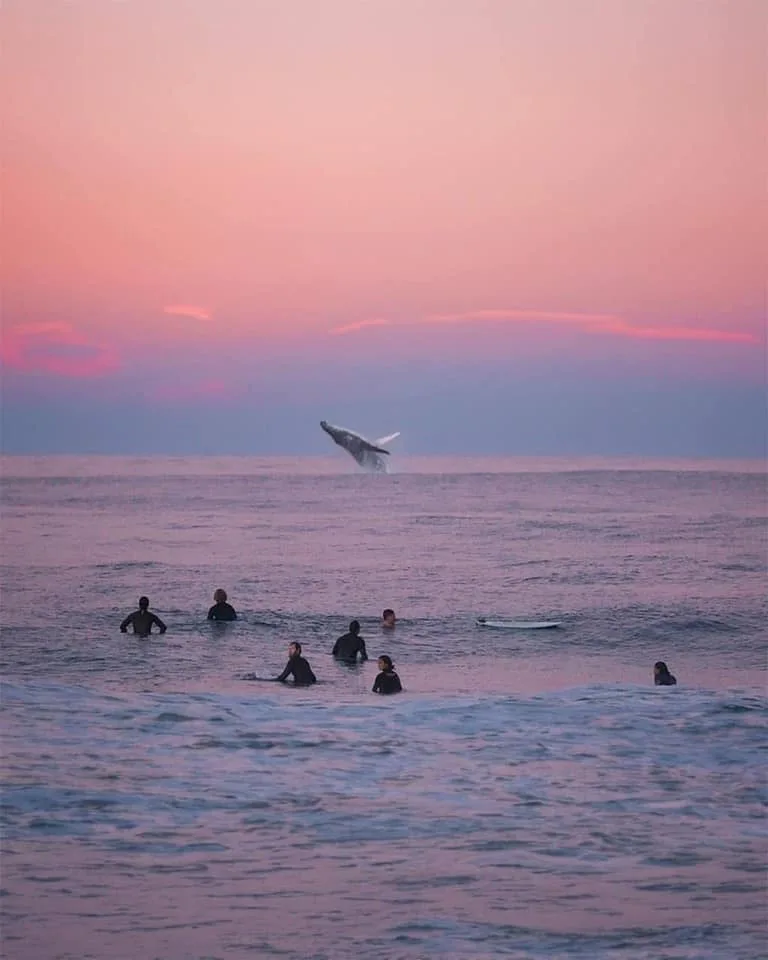 A serene sunset over the ocean with several surfers in wetsuits waist-deep in water, watching a humpback whale breach…