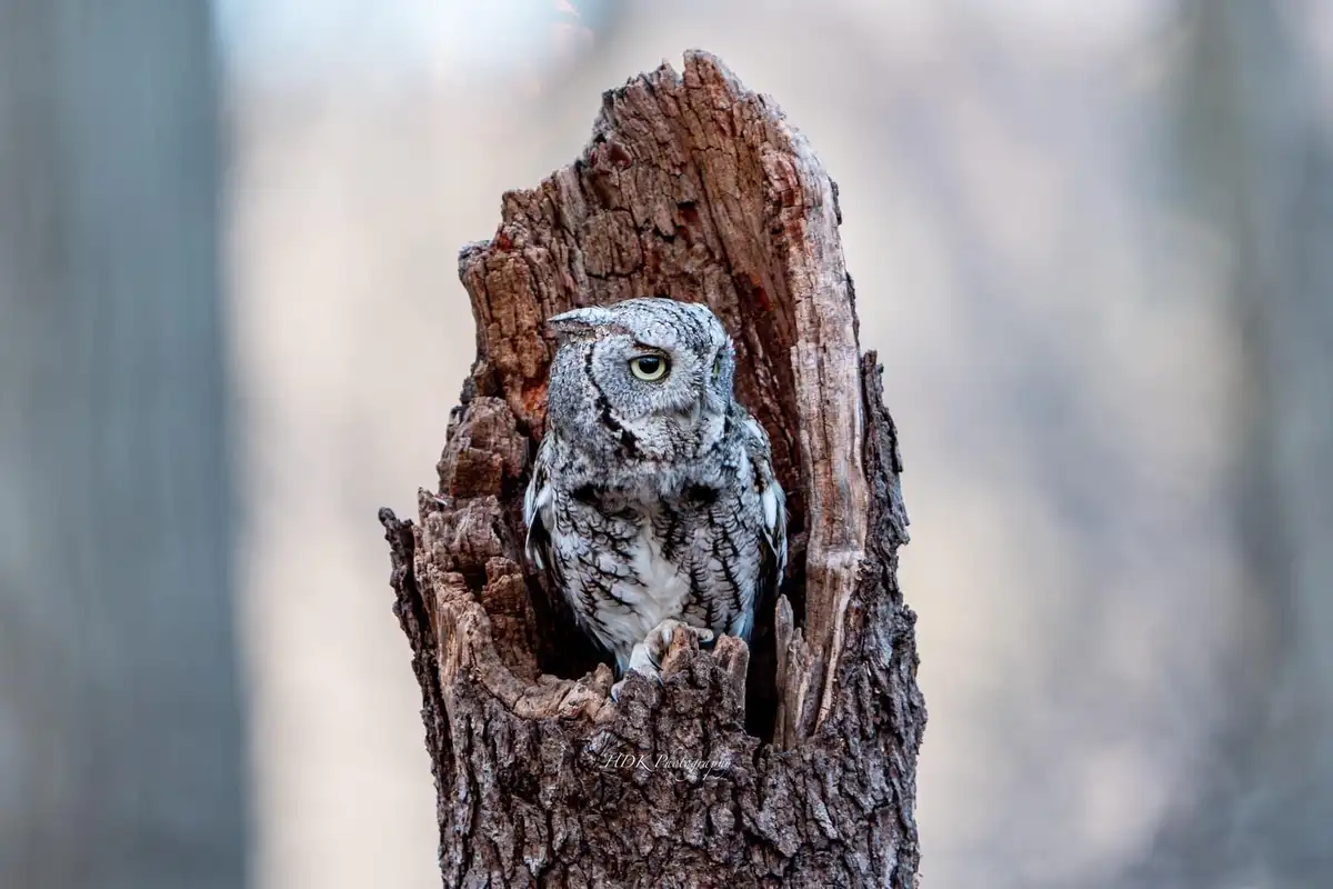 A close-up photograph shows a grey and white owl with large yellow eyes perched inside a hollow, weathered tree stump. The…