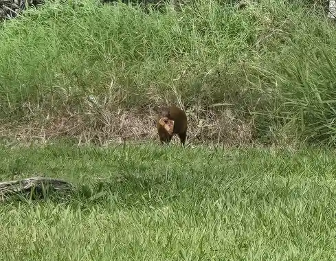 A small brown animal, resembling a wild boar or peccary, stands in tall green grass holding a piece of pizza in its mouth…