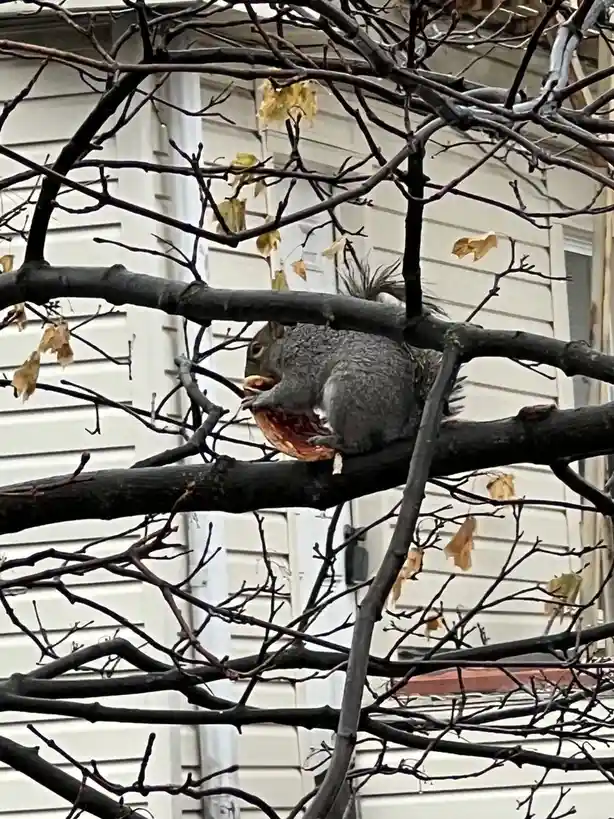 A gray squirrel is perched on a bare tree branch, holding and eating a large, round, reddish-brown nut. The tree has many…