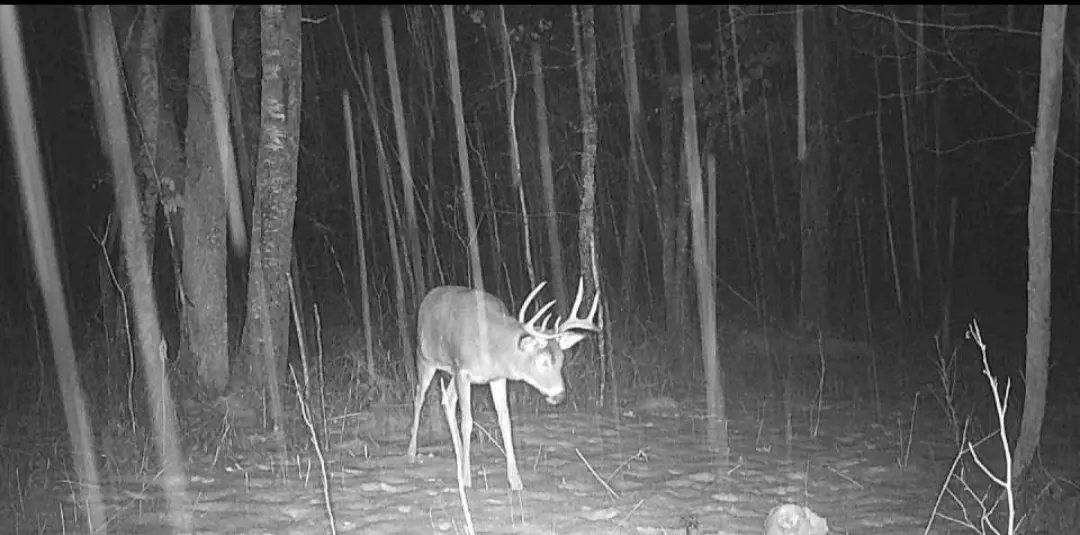 A black-and-white night-vision photo shows a large buck with prominent antlers standing in a dense forest, surrounded by…