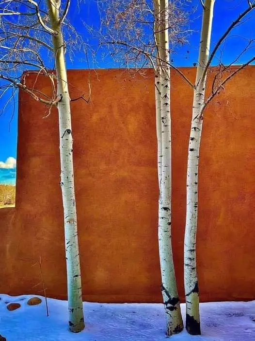 Three bare aspen trees stand in snow against a large, solid rust-colored wall under a bright blue sky. The image has a…