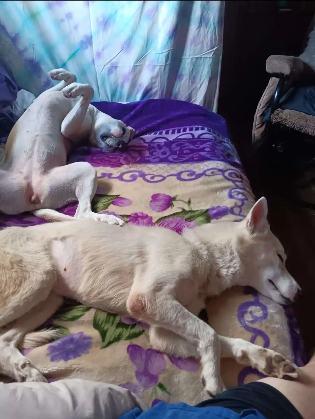 Two white dogs are resting on a purple and beige floral blanket. One dog is lying on its back with legs up, eyes closed…