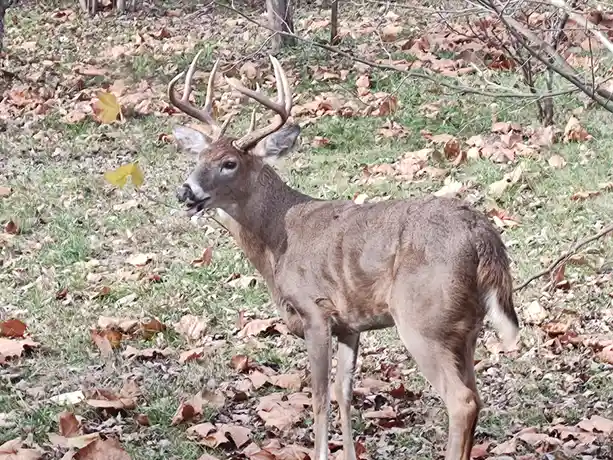 A male deer with large antlers stands in a grassy area covered with fallen brown leaves, looking slightly to the side with…