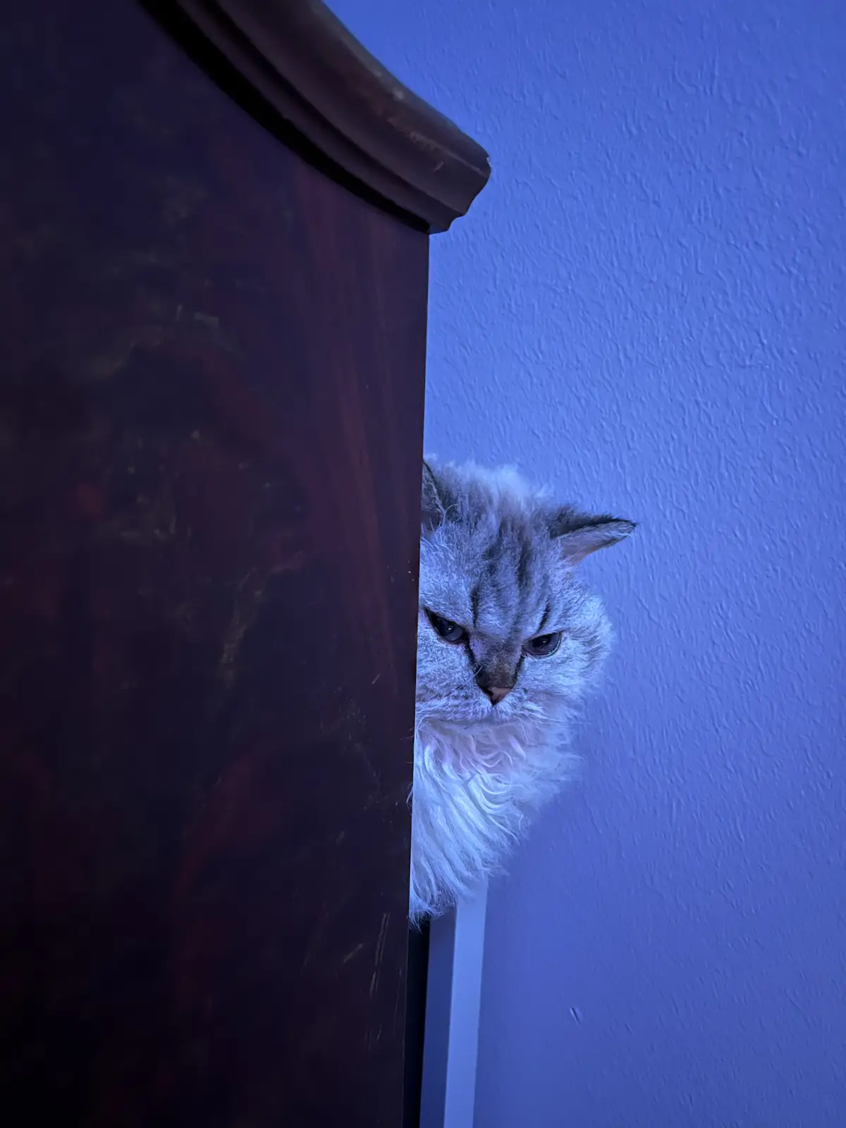 A fluffy silver tabby cat peeks out from behind a dark wooden piece of furniture against a blue wall, its face scrunched in…