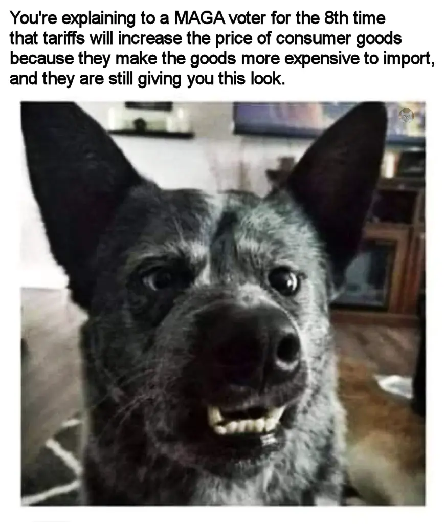 A close-up photo of a dog with a grumpy, teeth-baring expression, overlaid with text describing the frustration of…
