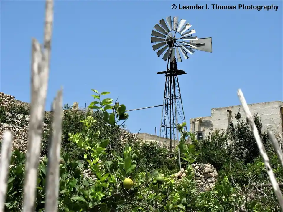 A rustic metal windmill stands tall against a clear blue sky, framed by green foliage and dry branches in the foreground. A…