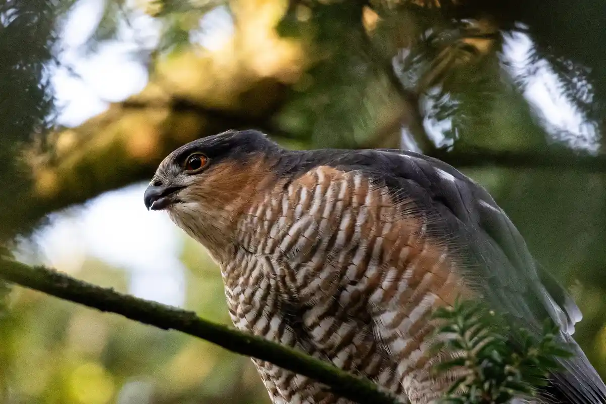 A close-up photograph of a hawk perched on a tree branch, showing its detailed brown and white striped chest feathers, sharp…