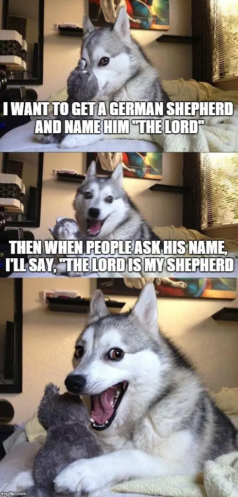 A three-panel meme featuring a Siberian Husky in different expressions. In the top panel, the dog looks smug while holding a…