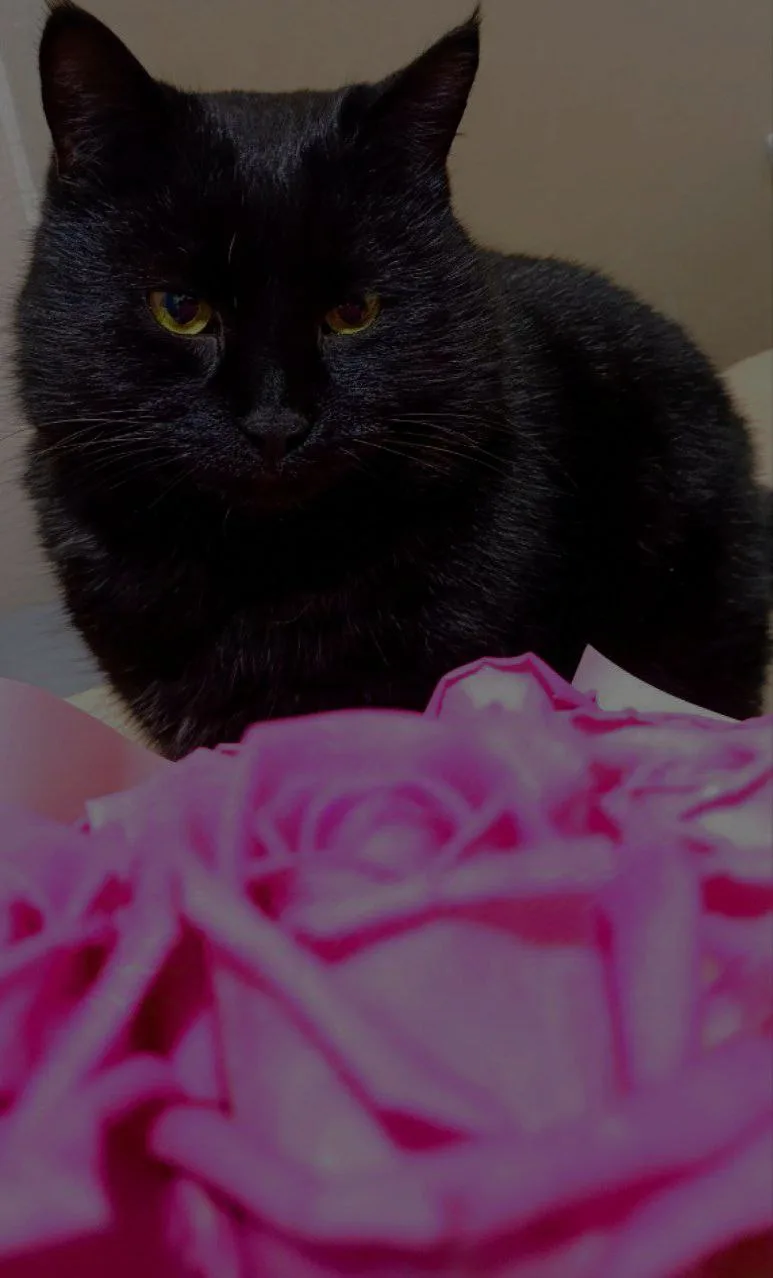 A black cat with yellow eyes stares intently at the camera, positioned behind a bouquet of pink roses in the foreground. The…