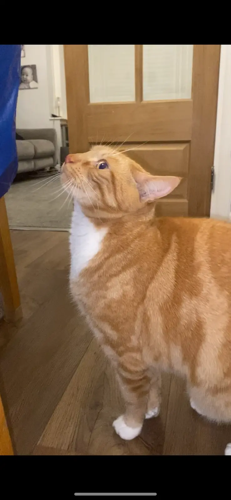 Biscuit's Daily Snapshot: Another Adorable Moment