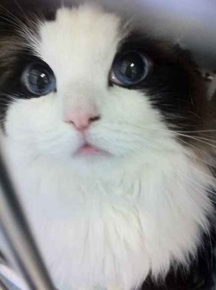 A close-up photo of a fluffy black-and-white cat with large, expressive blue eyes looking directly at the camera, appearing…