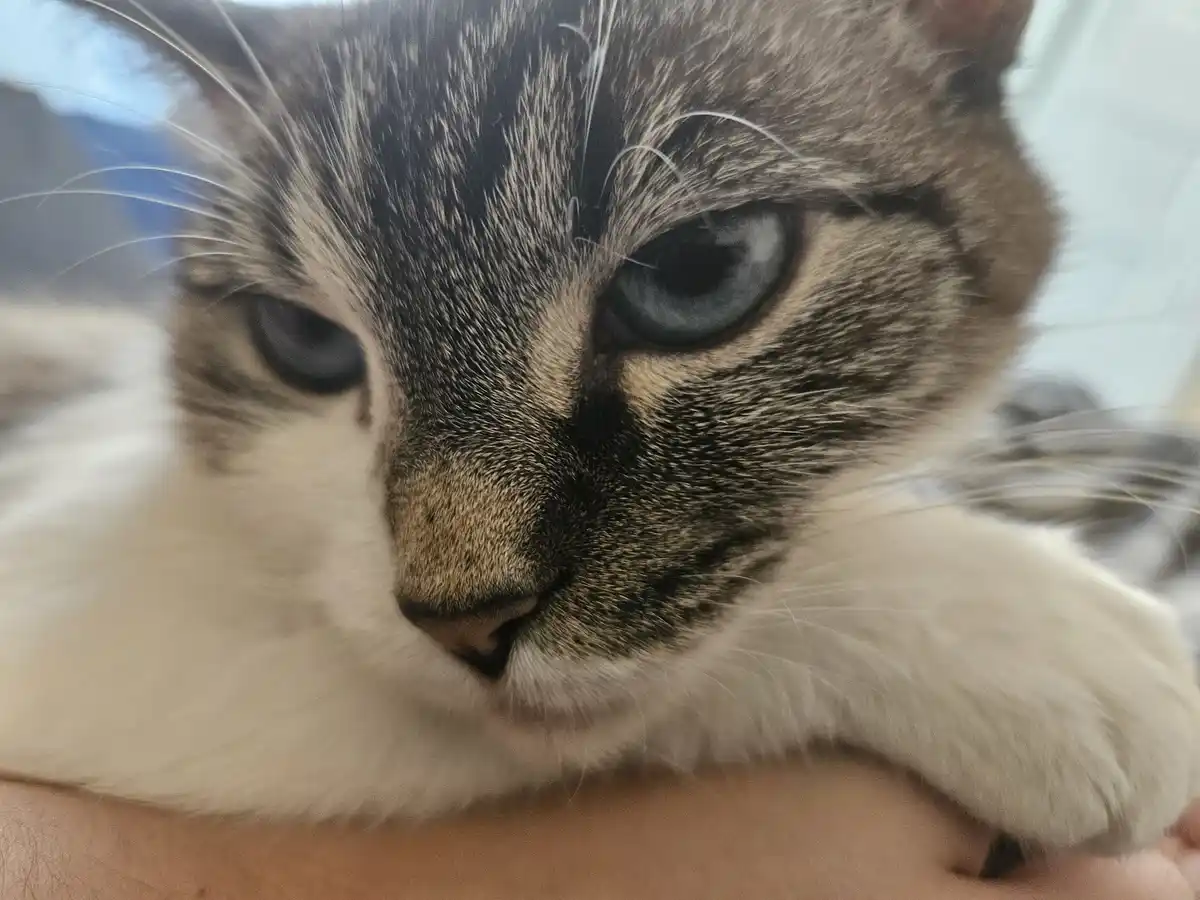 A close-up photo of a cat with grey and white fur, blue eyes, and a relaxed expression, resting its head on a person's arm…