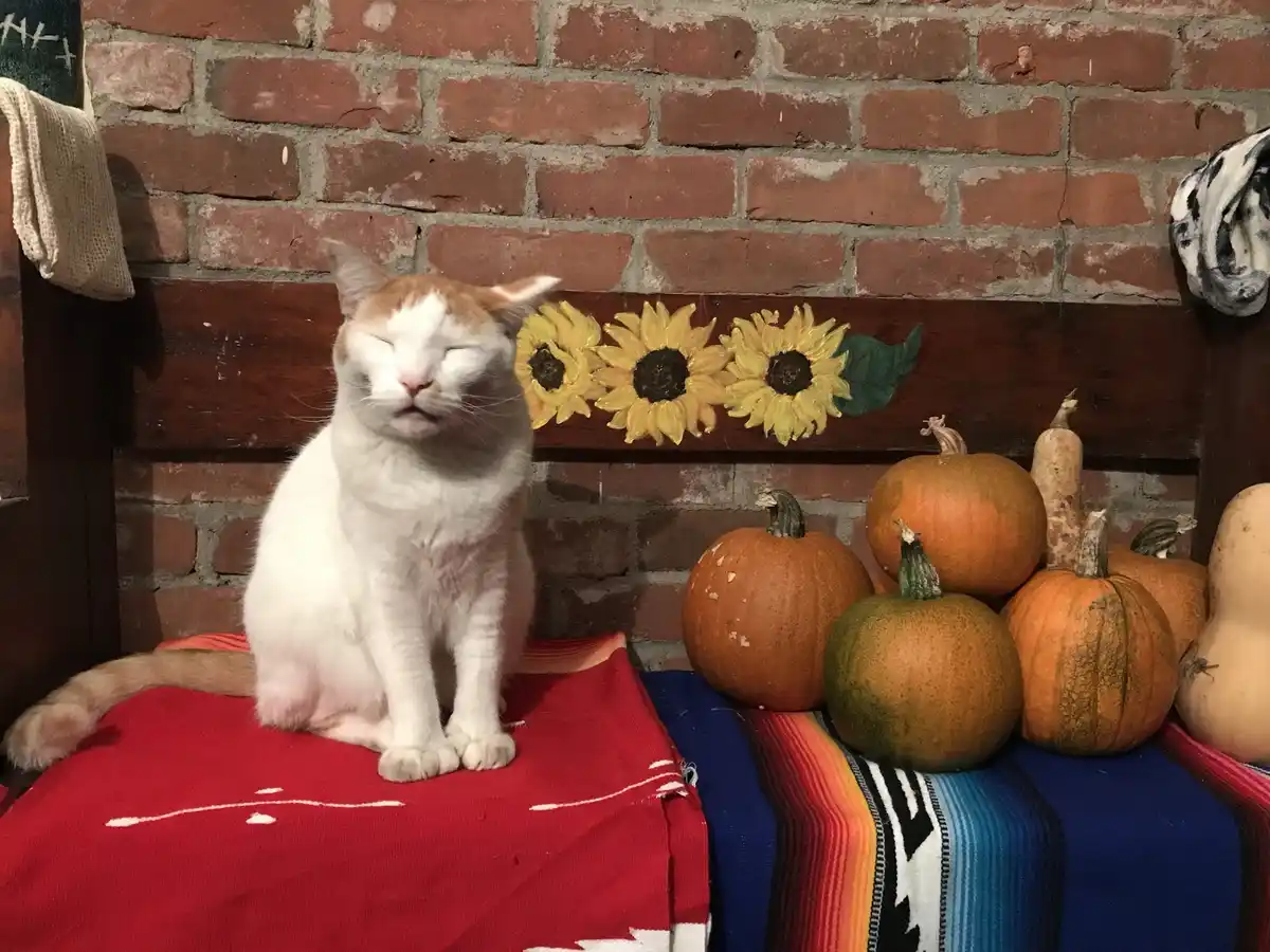 A white and orange cat sits serenely with its eyes closed on a colorful blanket, surrounded by pumpkins and sunflowers…