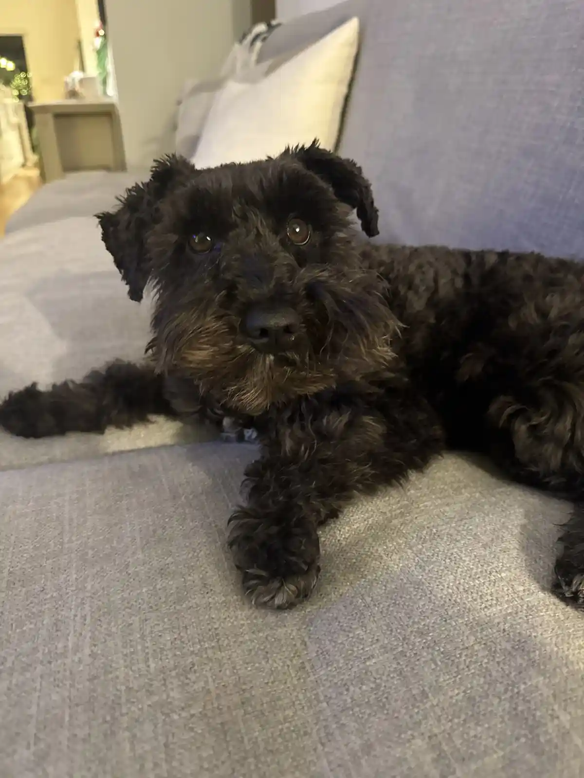 A black, curly-haired dog with expressive brown eyes lies on a gray couch, looking directly at the camera with a slightly…
