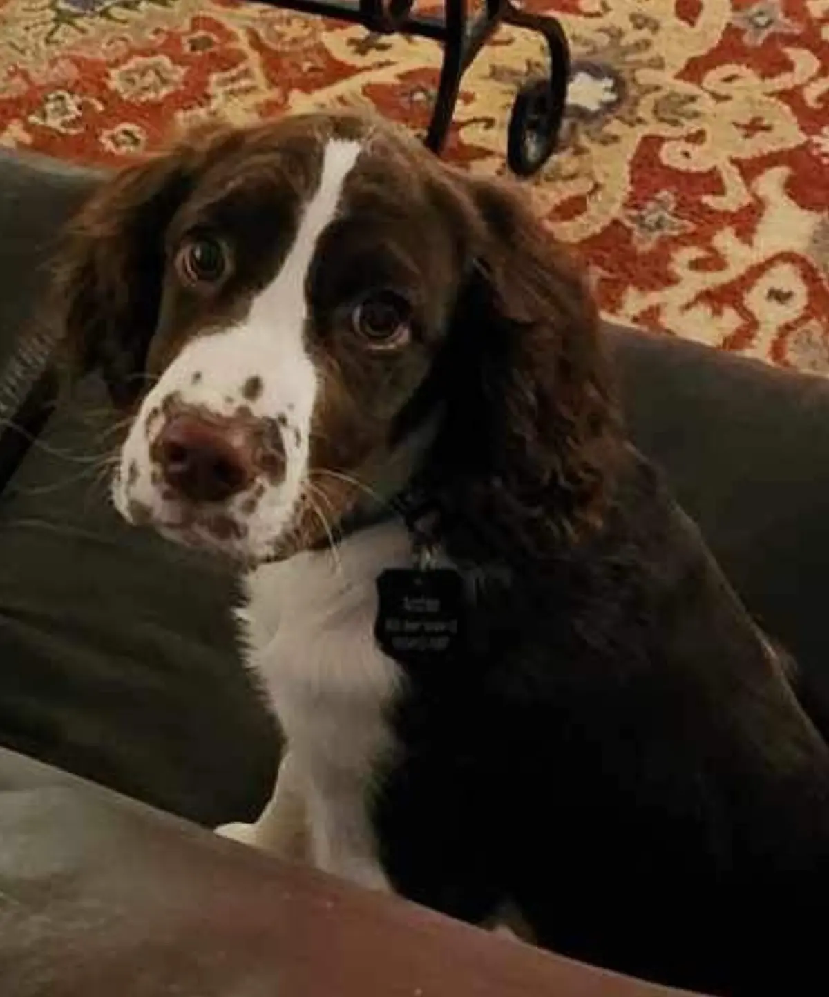 A brown and white dog with floppy ears and a sad, pleading expression sits on a dark couch, looking up at the camera. Its…