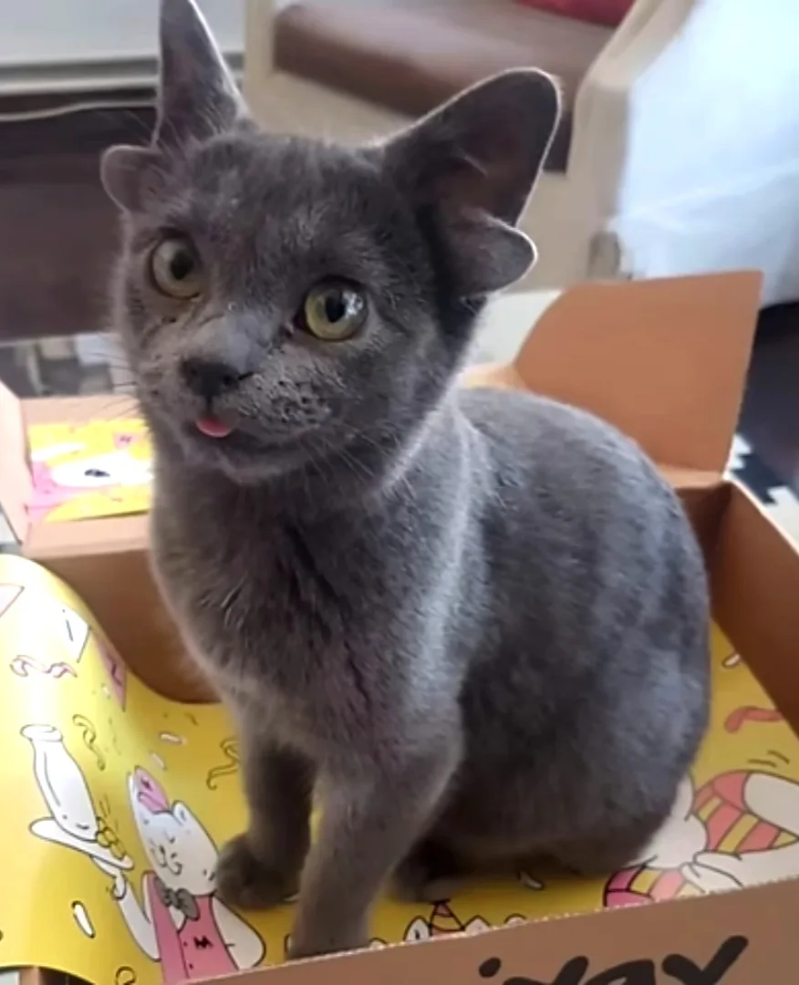 A gray cat sits inside a cardboard box lined with yellow cartoon-patterned paper, looking directly at the camera with wide…