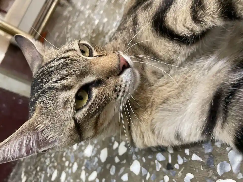 The Enigmatic World of Cats
