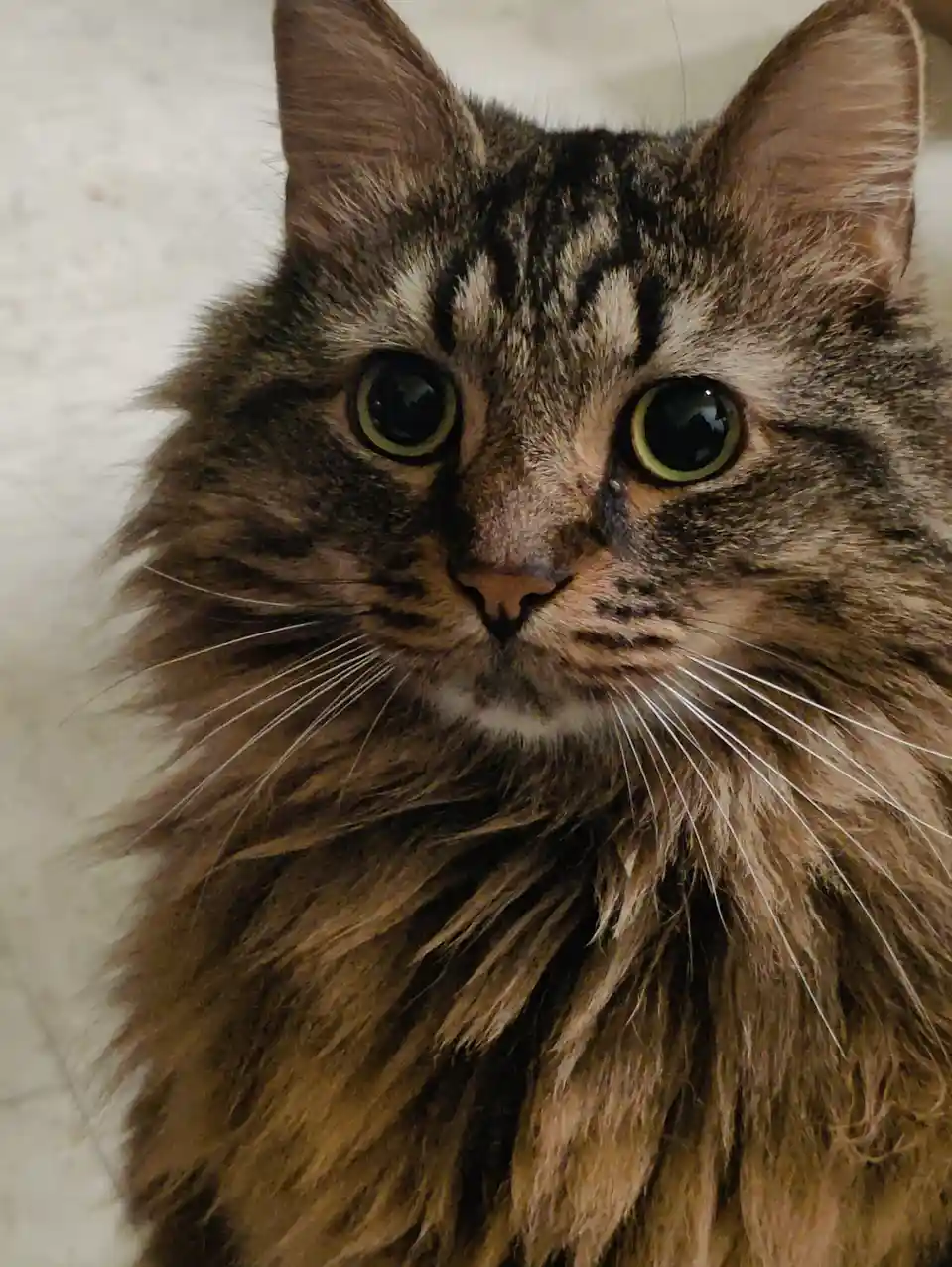 A close-up photo of a fluffy brown tabby cat with wide, startled-looking green eyes staring directly at the camera. The cat…