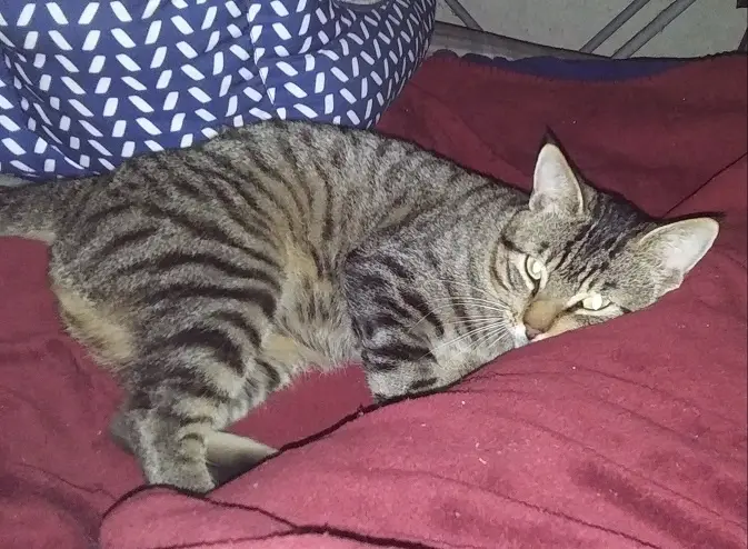 A tabby cat is lying on a red blanket, appearing to be sleeping or resting with its eyes half-closed. Behind it is a blue…