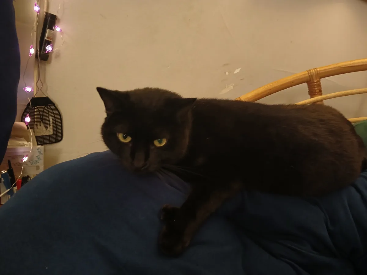 A black cat with yellow eyes lies on a blue blanket, looking directly at the camera with a bored expression. Behind it, a…