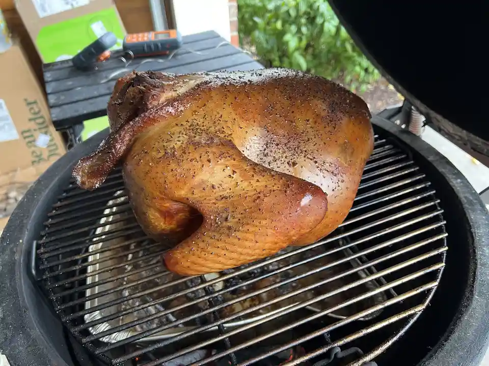 Meet My Adorable Turkey Bird