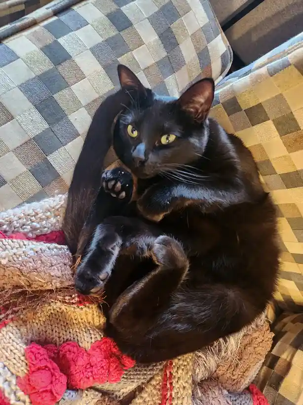 A black cat with bright yellow eyes is curled up on a checkered couch, resting on a colorful knitted blanket. The cat has…