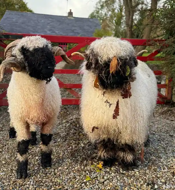 Two black-faced sheep stand side-by-side on a gravel path in front of a red gate. The sheep on the left is clean with large…