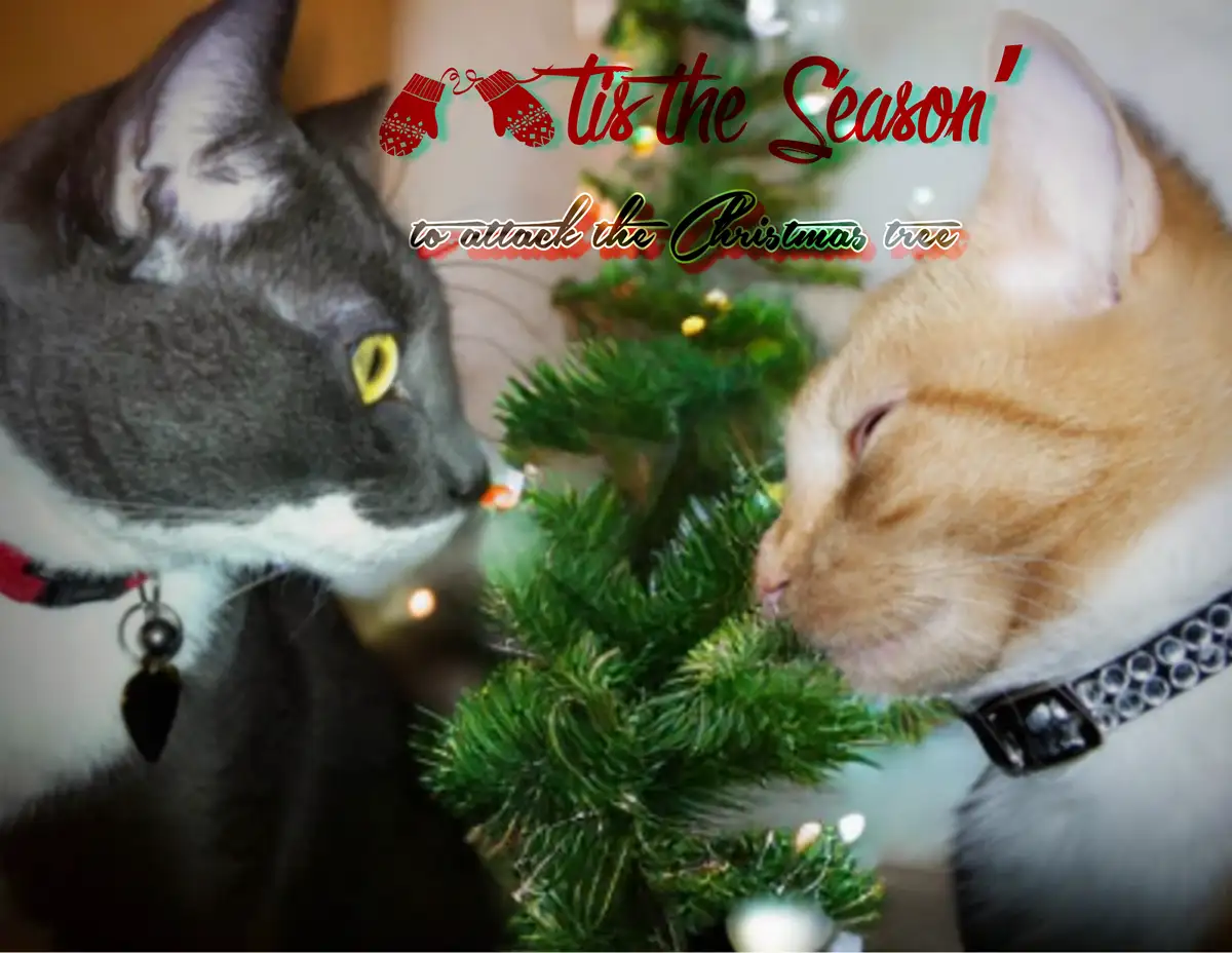 Two cats, one gray and one orange, are nose-to-nose with a decorated Christmas tree, appearing to sniff or nuzzle it. The…