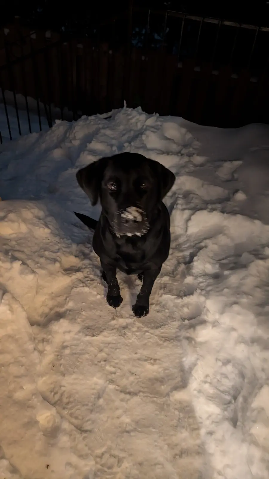 A black dog sits in a snowy yard at night, looking up at the camera with snow on its nose and paws. The overlaid text reads…