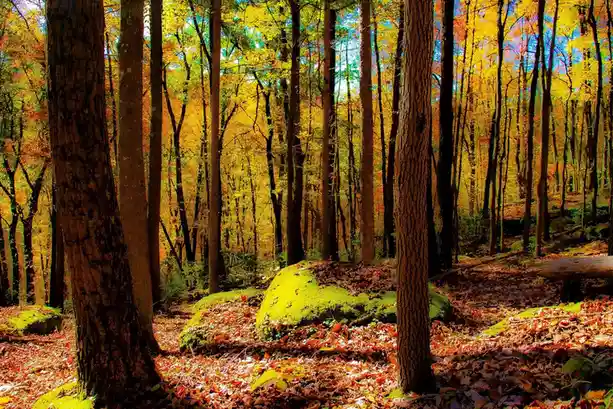 A vibrant autumn forest with tall trees, golden-yellow leaves, and moss-covered rocks under a bright blue sky. Overlaid text…