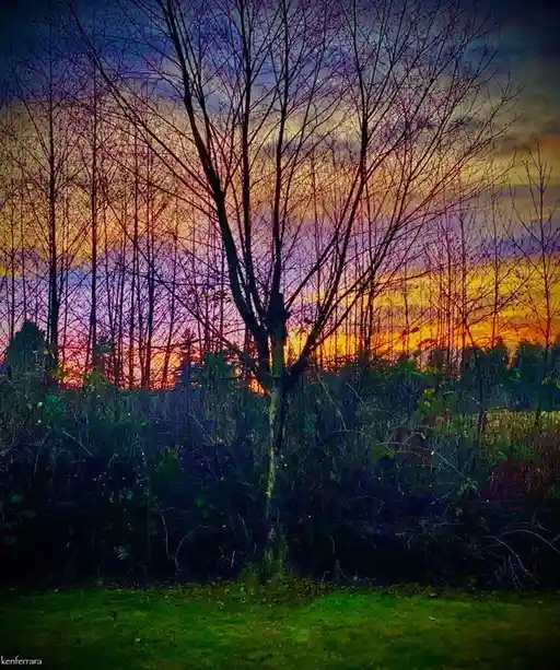 A photograph of a bare tree silhouetted against a vibrant, colorful sunset with orange, purple, and yellow hues. The…