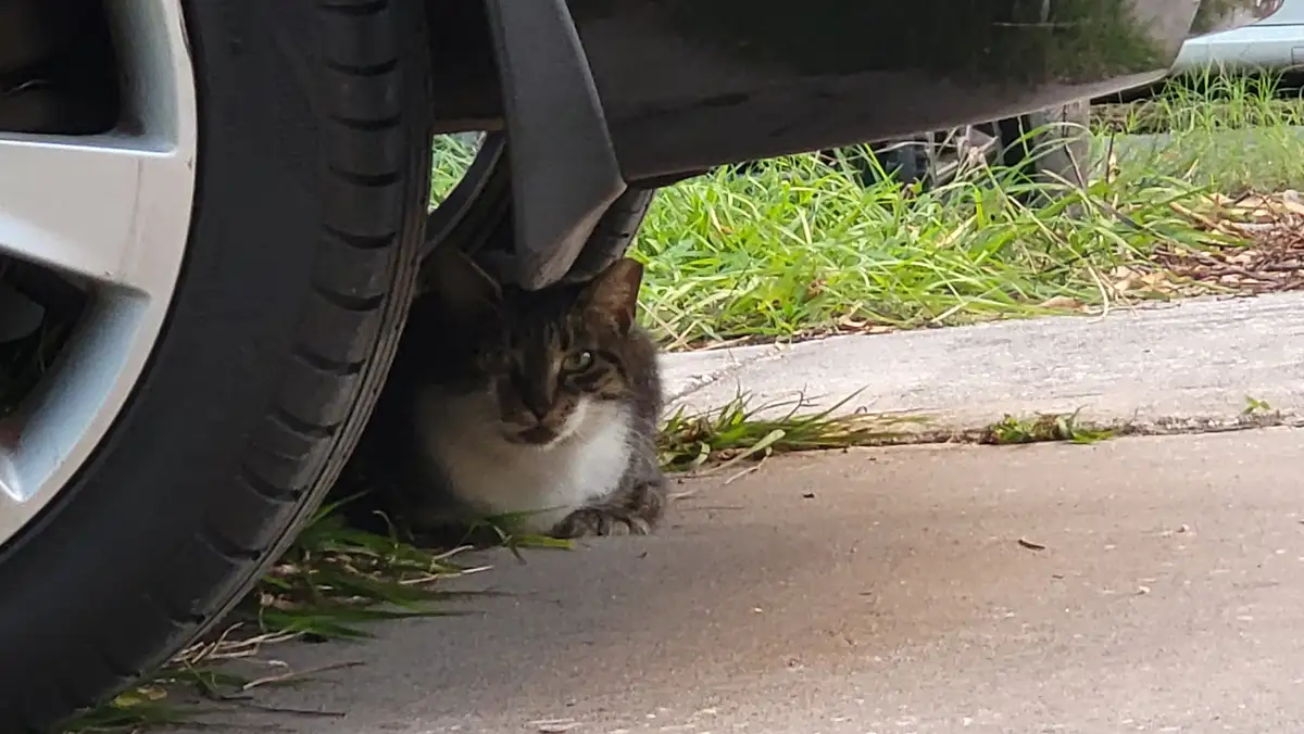 A tabby cat with a white chest is peeking out from under a car tire, looking directly at the camera with wide eyes. The car…