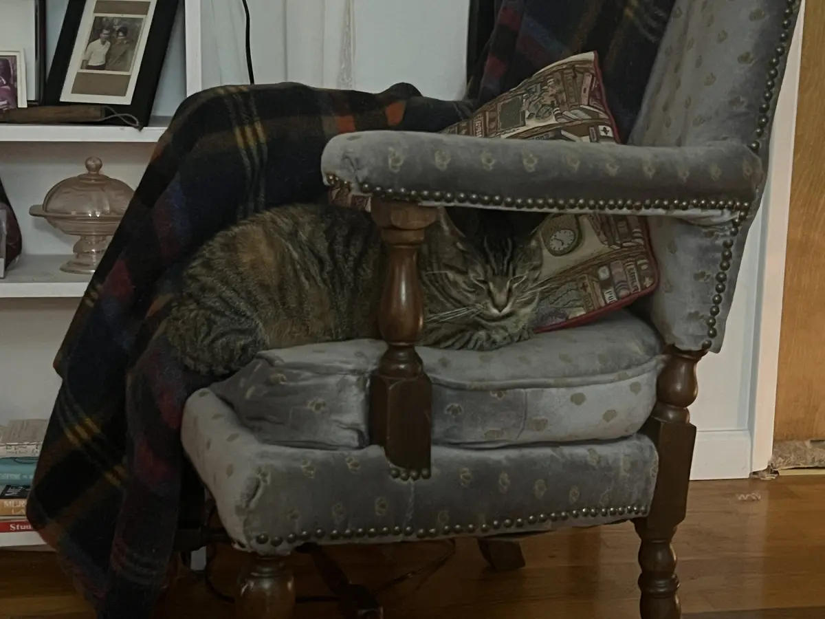 A tabby cat is curled up and sleeping soundly in a grey upholstered armchair with wooden legs, partially covered by a plaid…