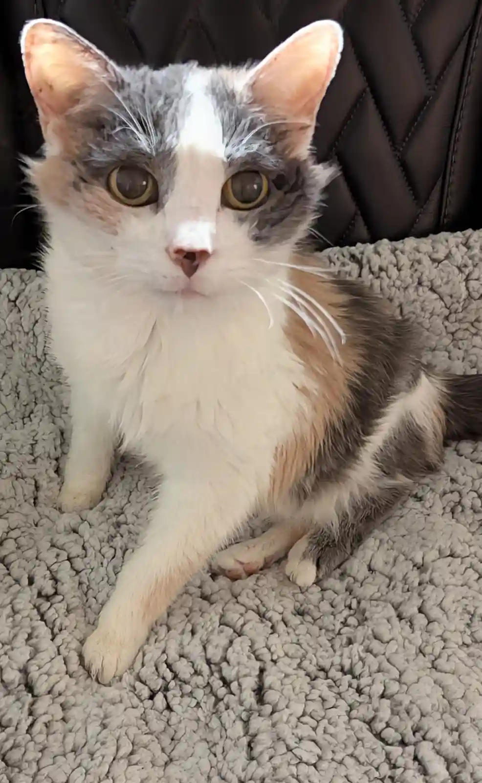 A close-up photo of a fluffy calico cat with wide, expressive eyes sitting on a gray textured blanket, looking directly at…