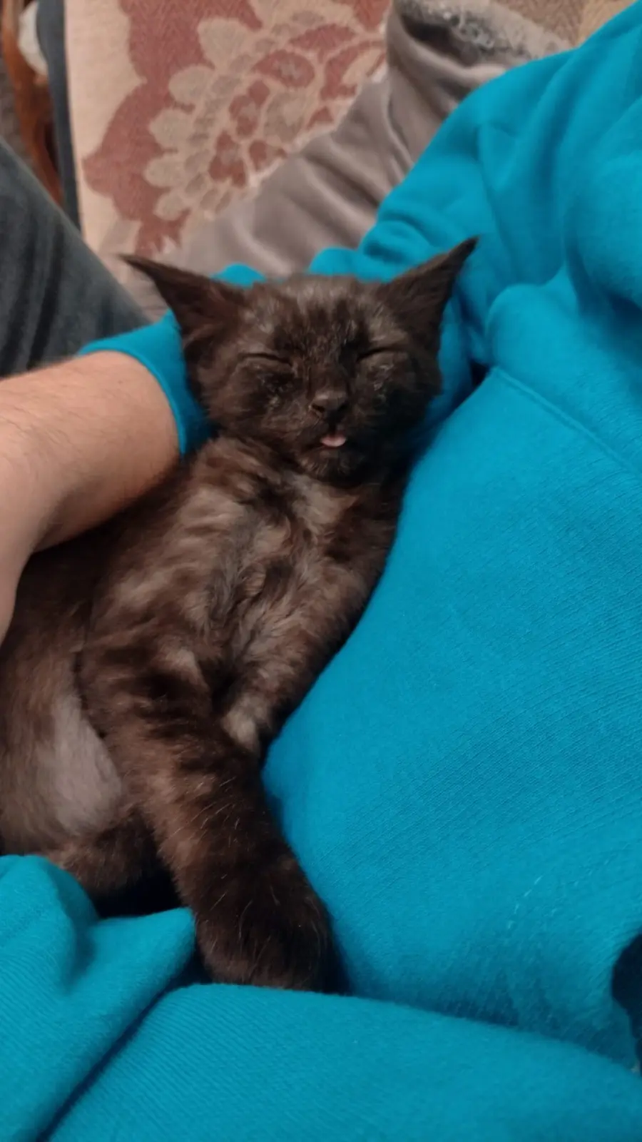 A small, dark-furred kitten is curled up and sleeping soundly in someone's arms, nestled against a bright blue hoodie. Its…