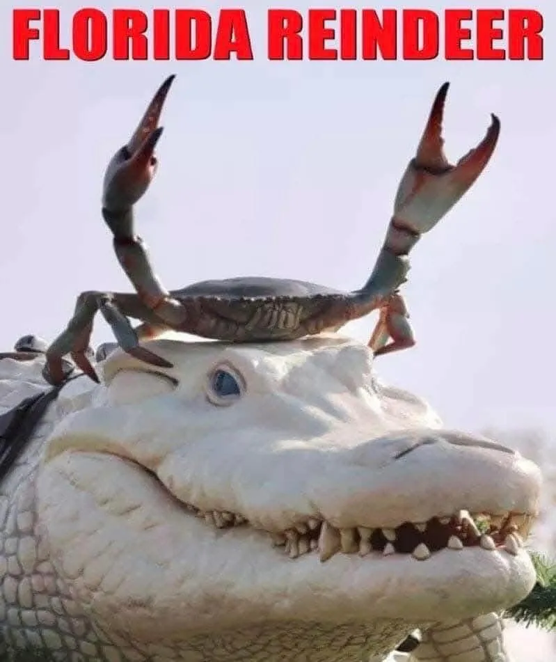 A large crab is perched atop the head of a white alligator statue, with the text 'FLORIDA REINDEER' in bold red letters…