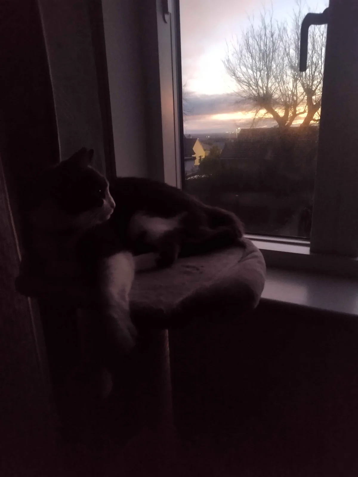 A black and white cat is lounging on a window perch inside a dimly lit room, gazing out at a sunset or sunrise over a…