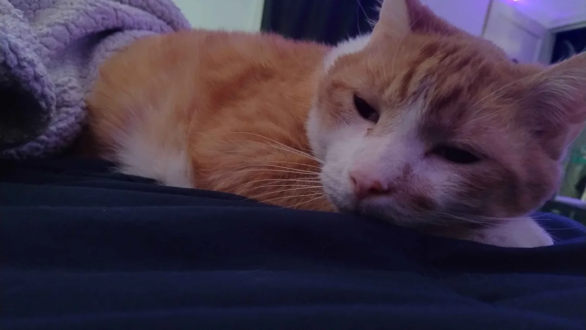 Adorably Sleepy Kitty Caught in a Nap