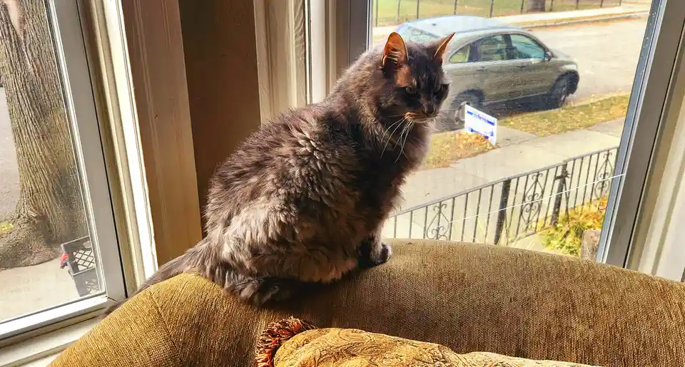 A fluffy gray cat sits on a brown couch armrest, looking out a screened window at a street scene with a car and a yard. The…