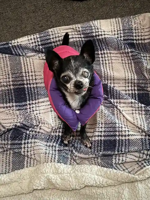 A small black and white chihuahua with wide, startled eyes and its tongue slightly out sits on a plaid blanket, wearing a…