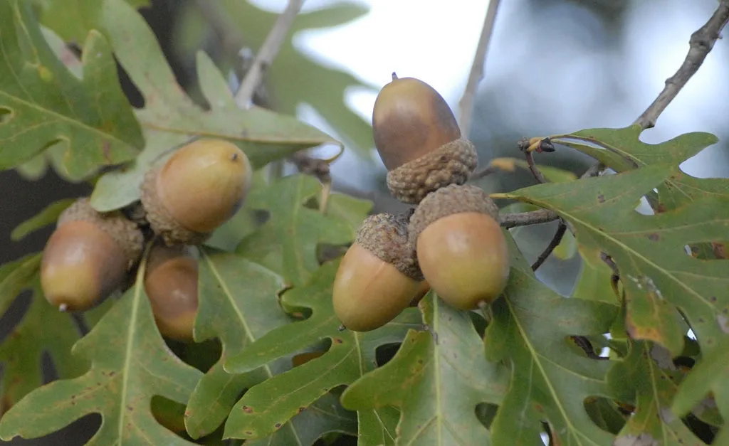 All the Deer and Squirrels Adore My Oak Tree