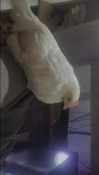 A white chicken is perched on someone's shoulder indoors, looking downward. The image has text overlaid that reads 'i'm not…
