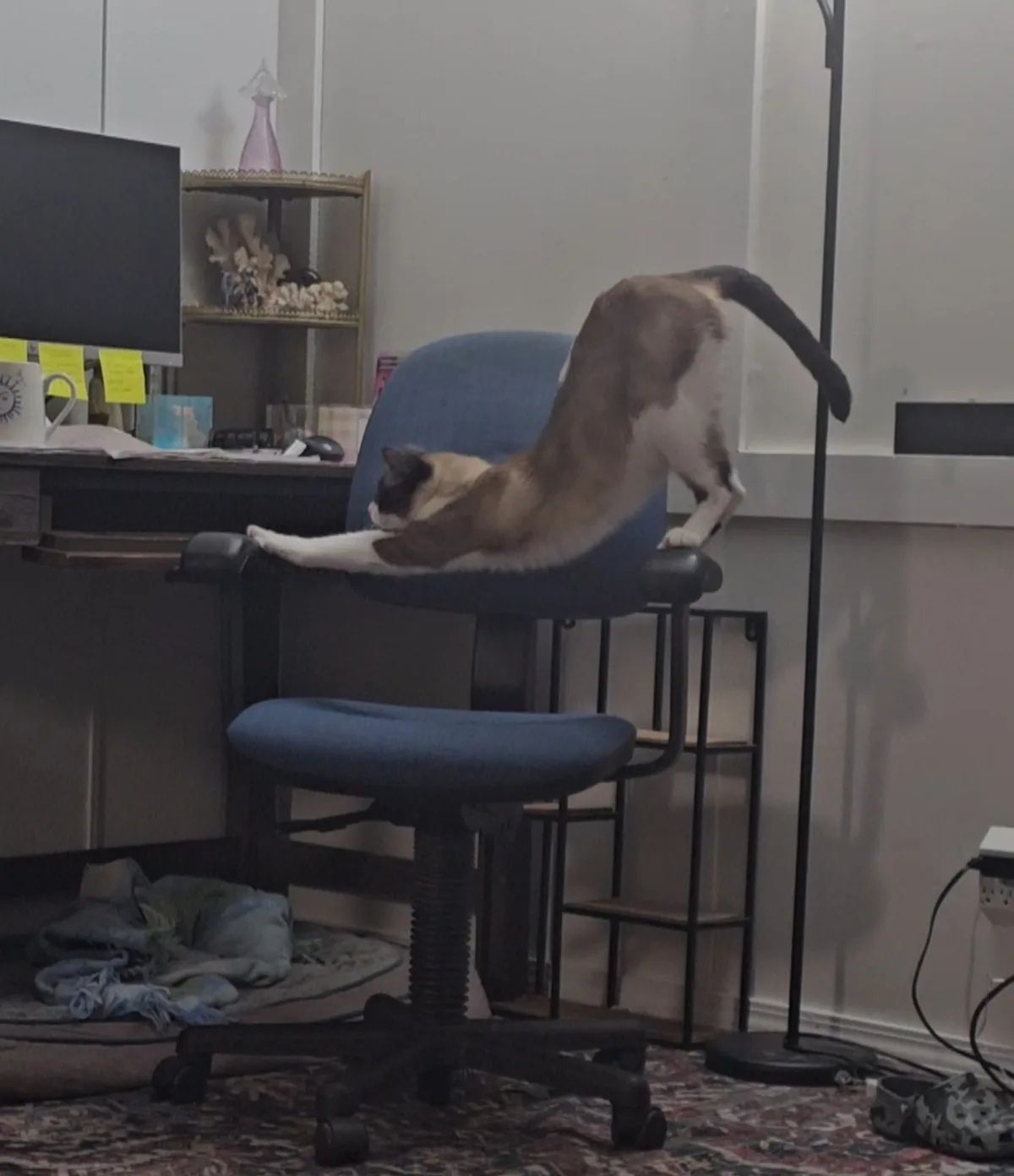 A siamese cat is stretching dramatically while perched on the back of a blue office chair in a home office. The cat's body…