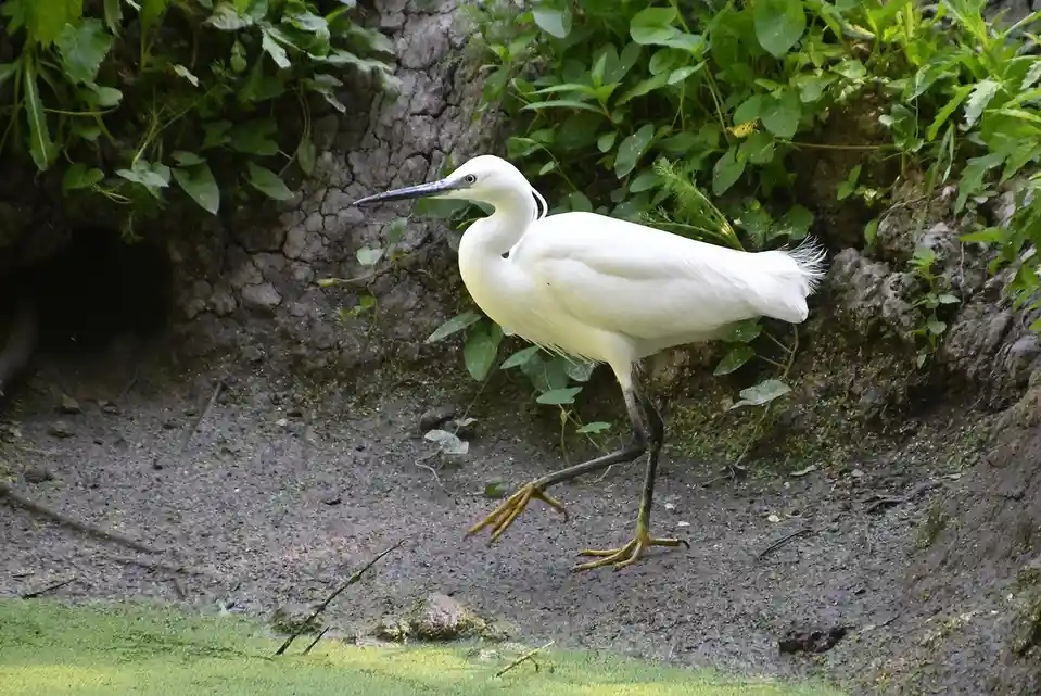 A white egret stands on muddy ground near green vegetation, one leg lifted as if mid-step, with text overlaid that reads…