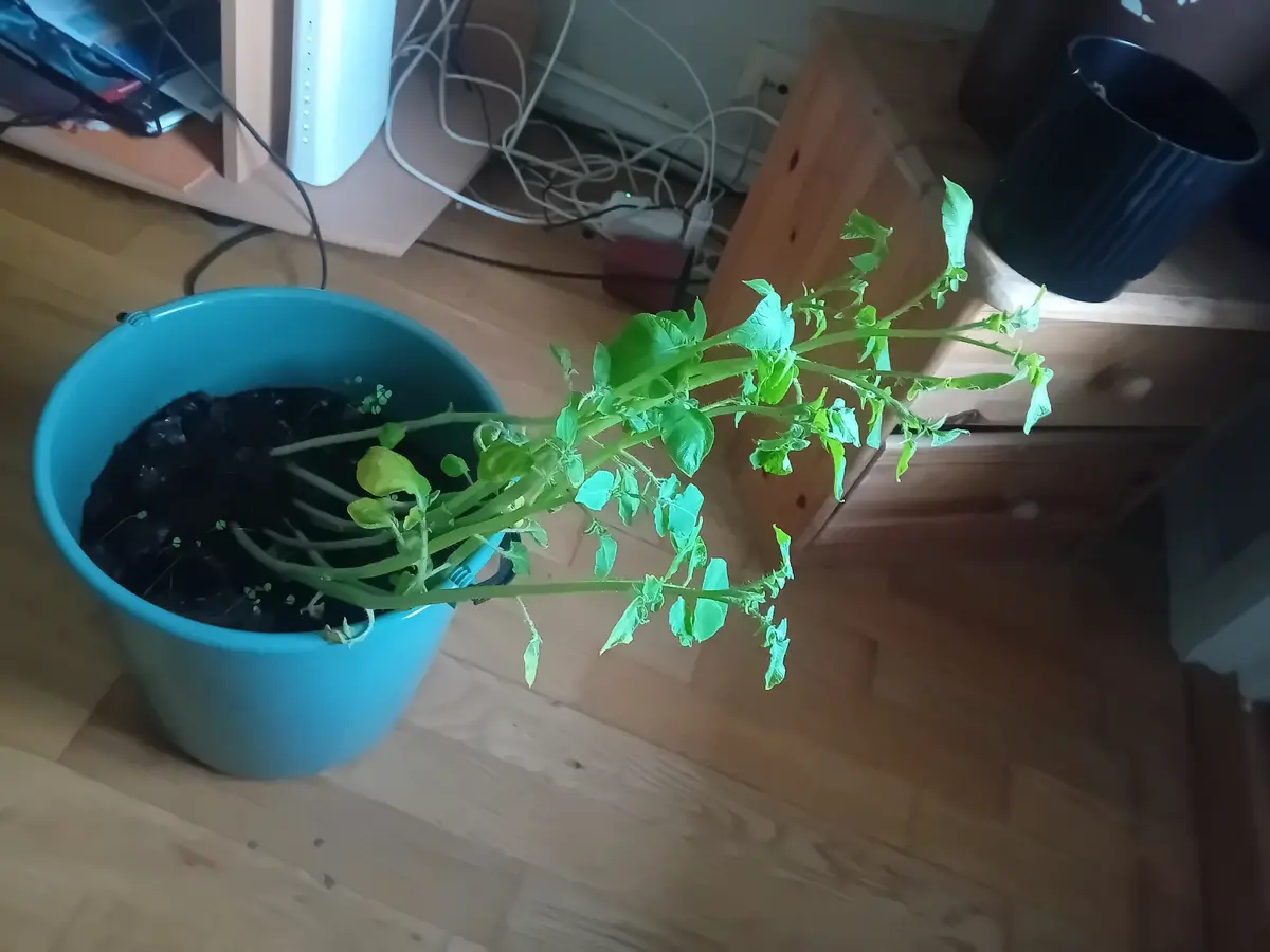 A small green plant with multiple stems and leaves grows from dark soil inside a bright blue plastic bucket placed on a…