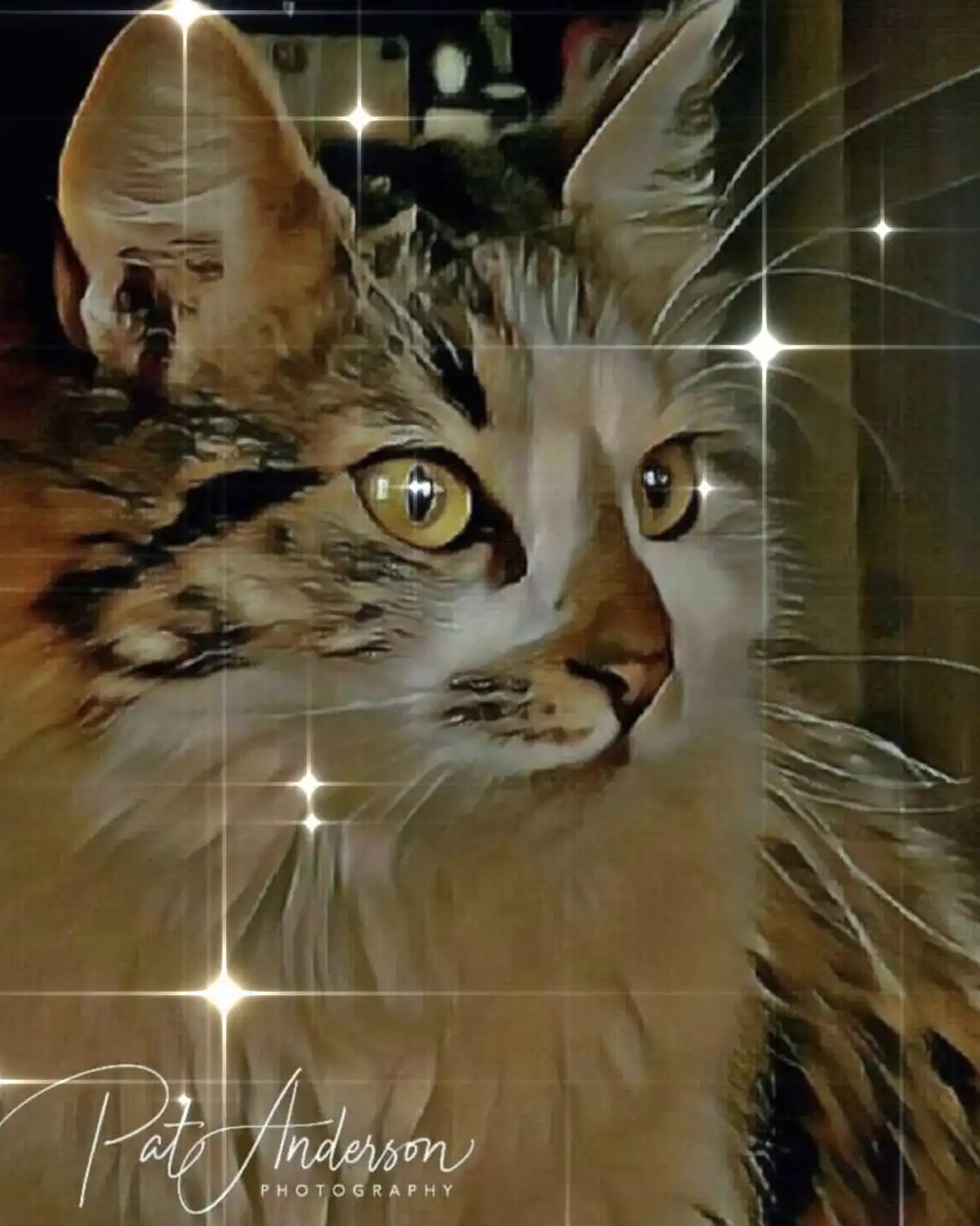 Adorable Cat Moments That Melt Your Heart